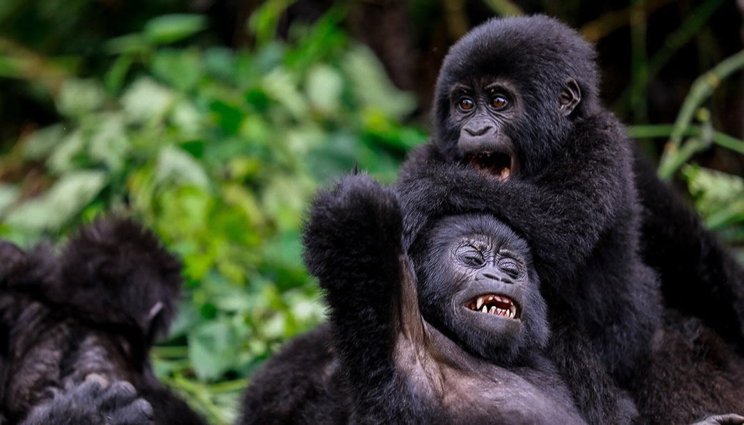 bwindi-safari-