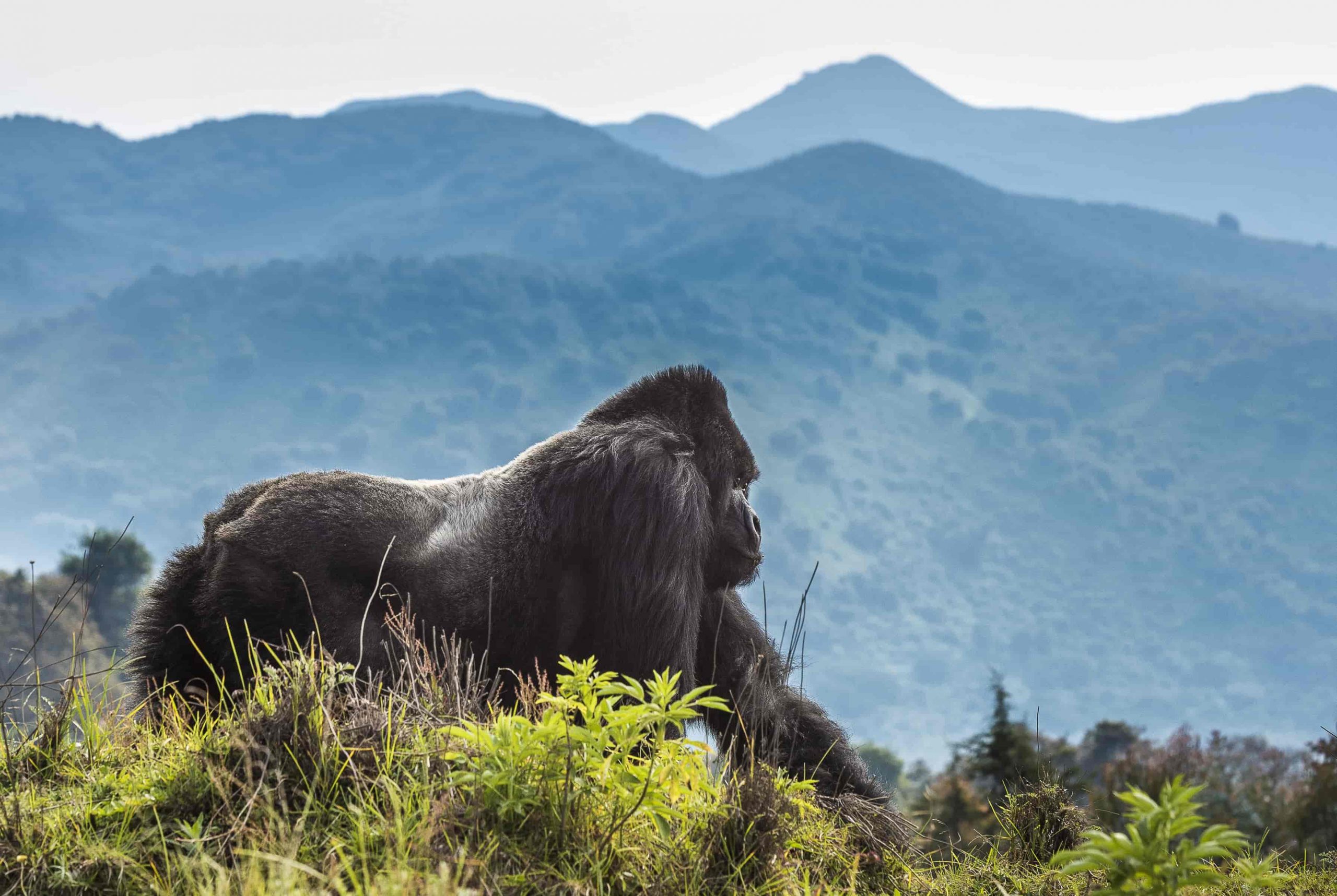 volcano-park-rwanda-tour