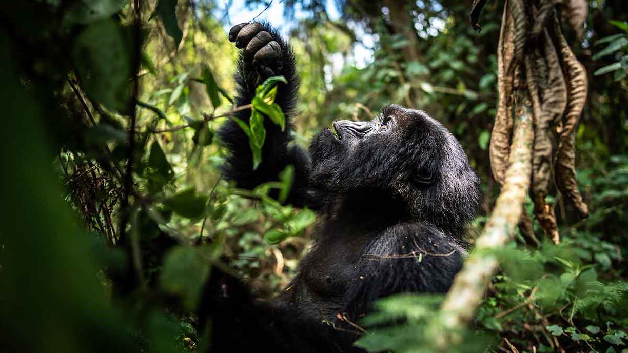 gorilla in Bwindi forest