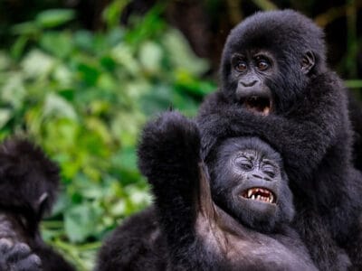 bwindi-safari-