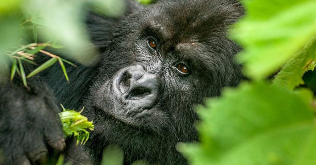 Mgahinga gorilla trekking 