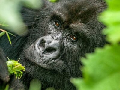 gorilla-tracking-mgahinga