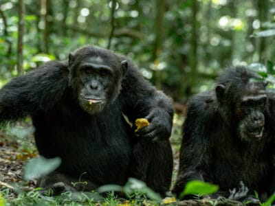 kibale-chimp-tracking