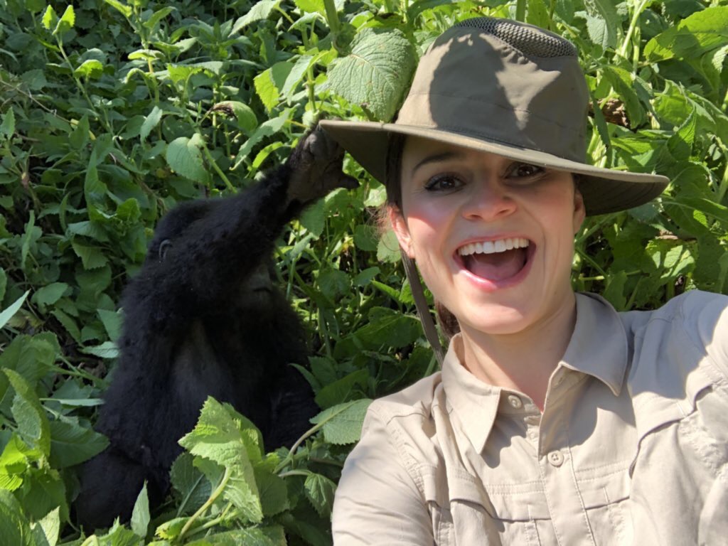 safaris gorilla