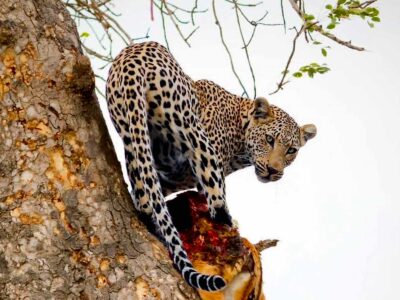akagera-safaris