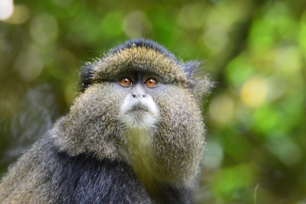 Goldne monkey tracking in Mgahinga 