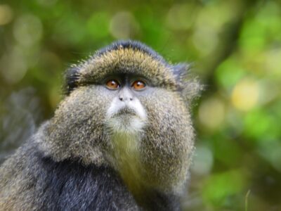 golden-monkeys-rwanda