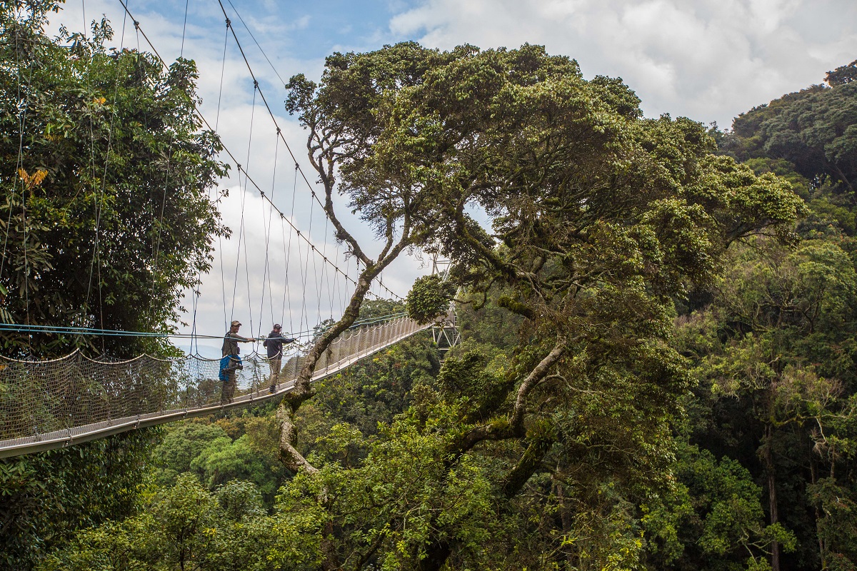 Nyungwe canopy walk
