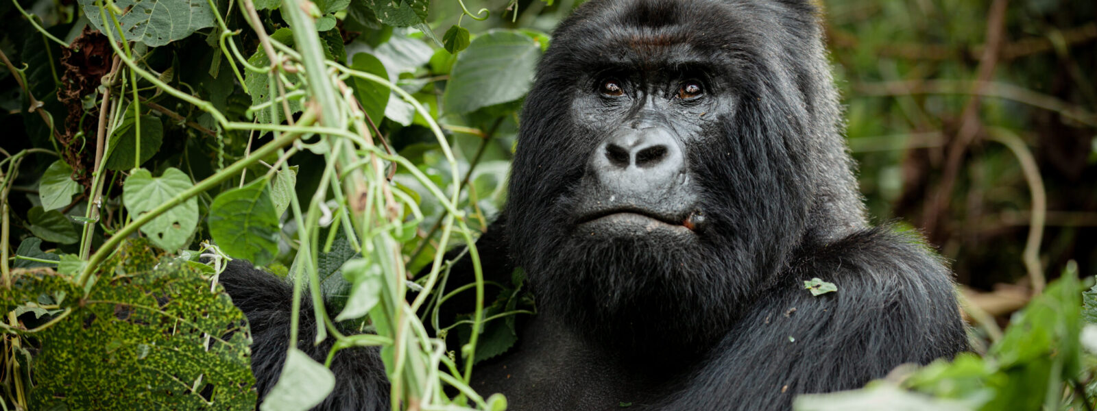 virunga-park-gorillas Virunga gorilla tours