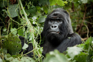 Uganda gorillas tours - picture of the gorilla in the mist 