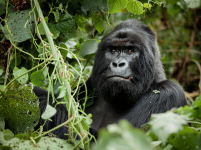 virunga-park-gorillas Virunga gorilla tours