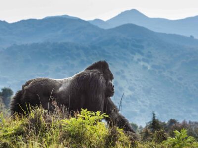 volcano-park-rwanda-tour