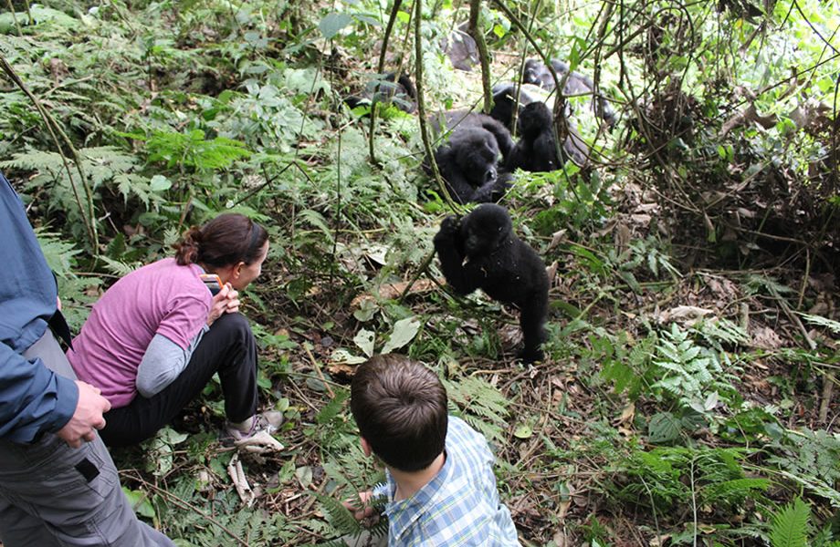 gorilla trekking in Bwindi forest