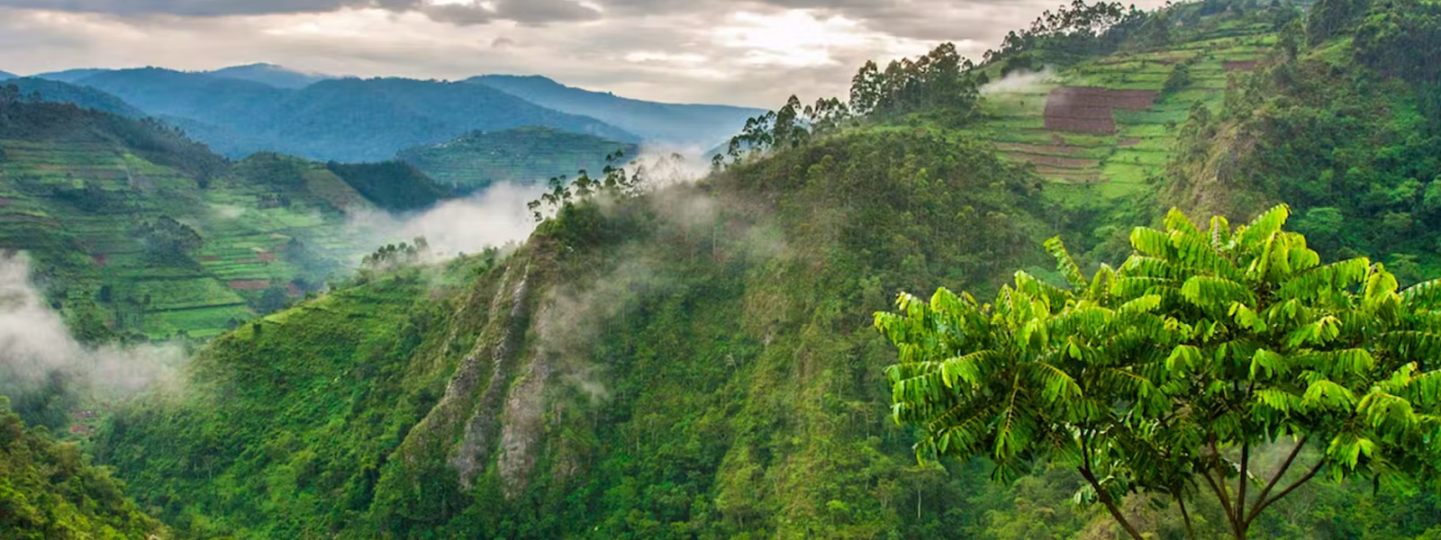 Rushaga sector- gorilla trekking region 2