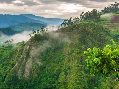 Rushaga sector- gorilla trekking region 2