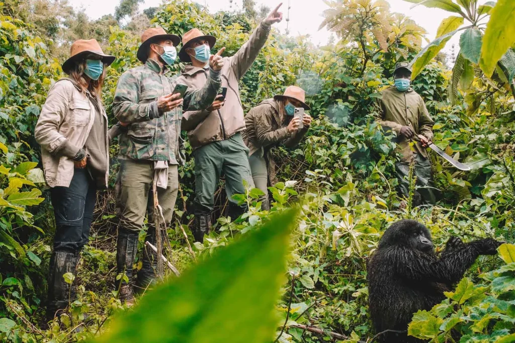 Uganda gorilla tracking for small groups