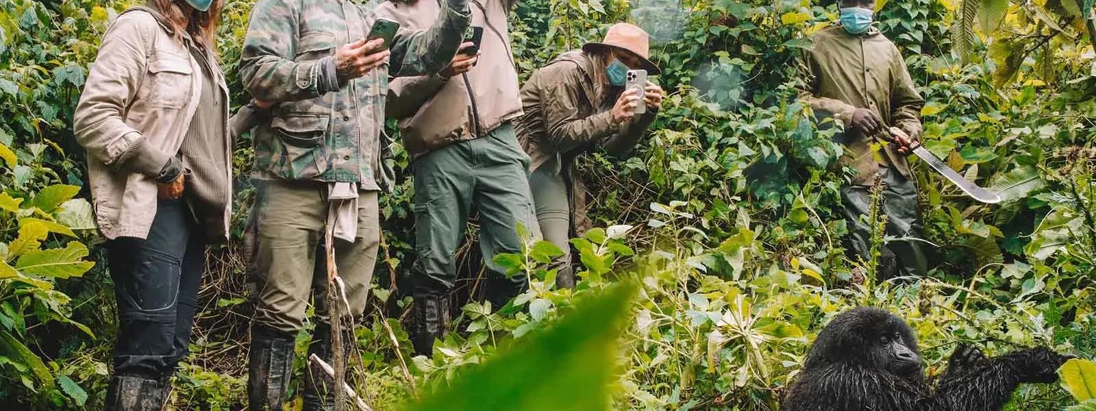 Uganda gorilla tracking for small groups
