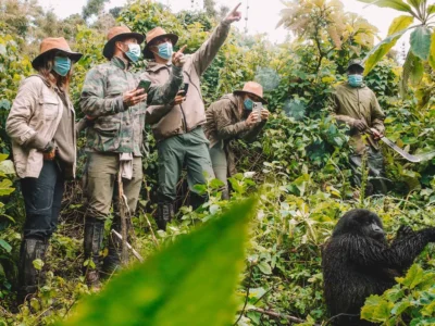 group-tracking-gorillas-in-uganda Uganda gorilla tracking for small groups