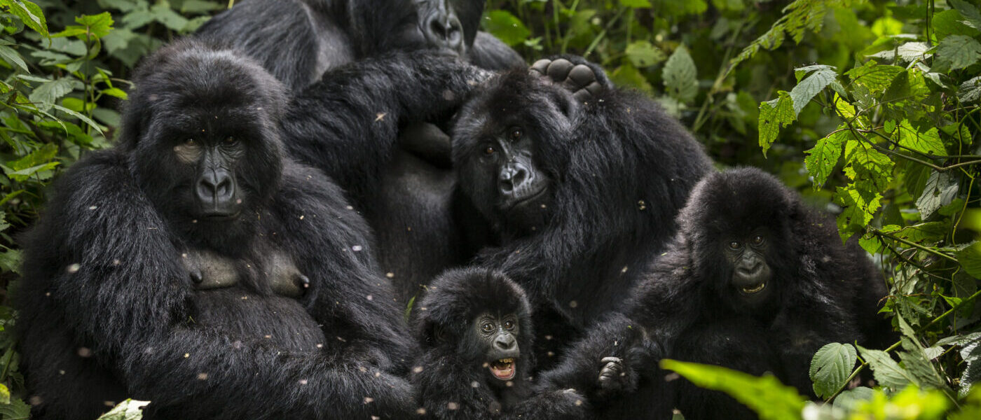 gorilla tours uganda