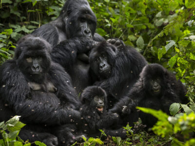 gorilla-families gorilla tours uganda