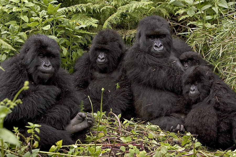 gorilla families in Rwanda