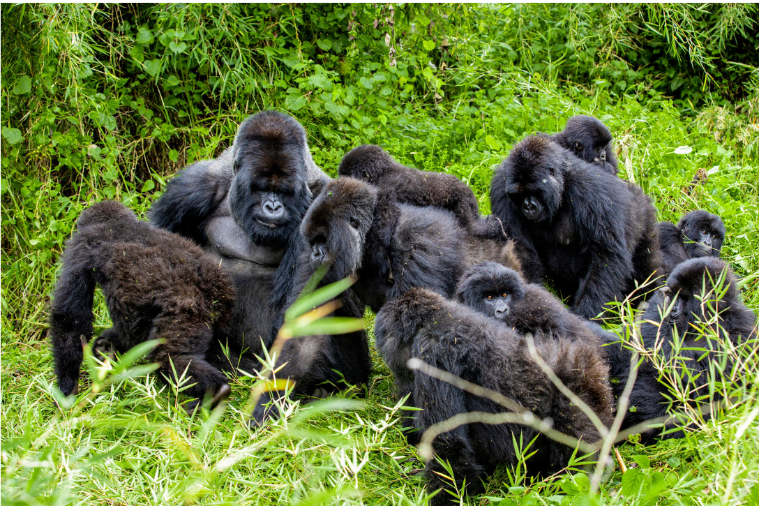 gorilla families