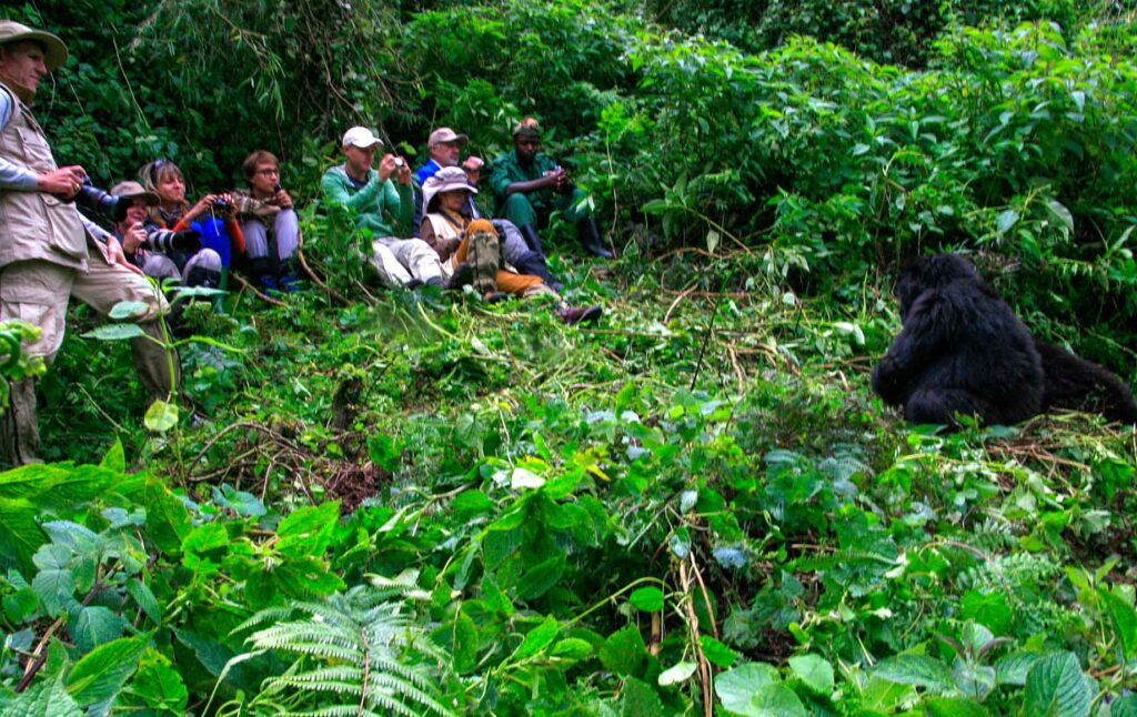 group gorilla safari