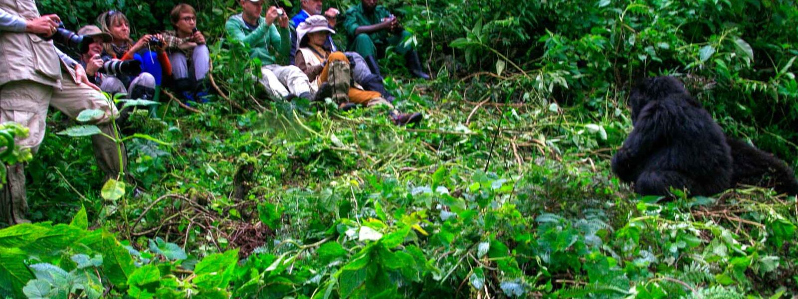 private vs group gorilla safari