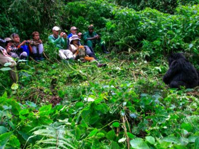 group-gorilla-trekking-uganda private vs group gorilla safari