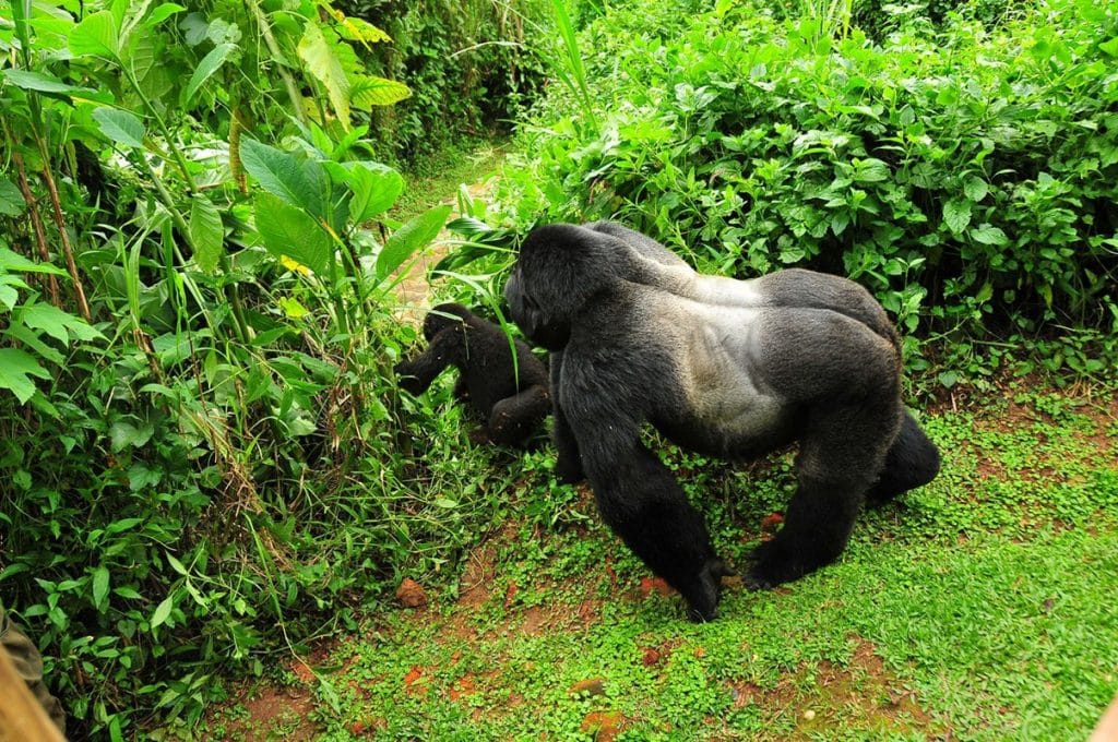 gorilla trekking regions- Mgahinga Nyakagezi family