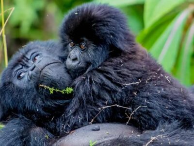 mountain-gorilla-family gorilla bookings