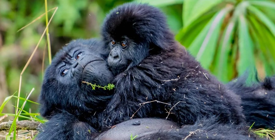 gorilla bookings 