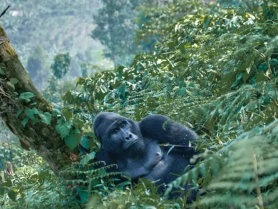 nkuringo-gorilla-trekking-region gorilla trekking regions