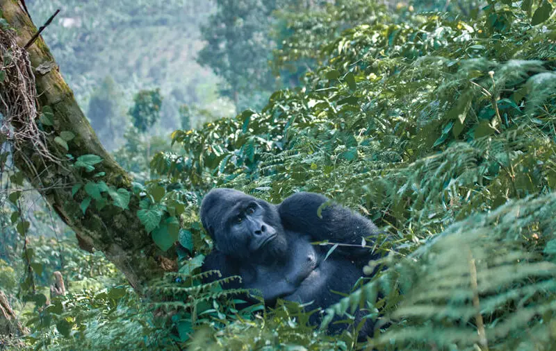 gorilla trekking regions