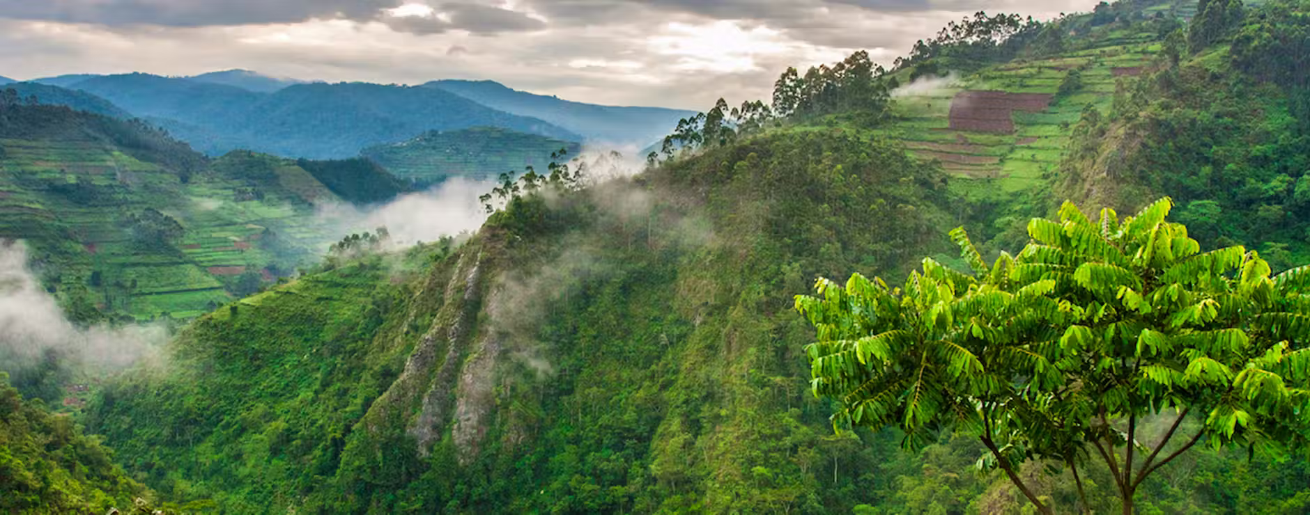 Bwindi gorilla trekking sectors