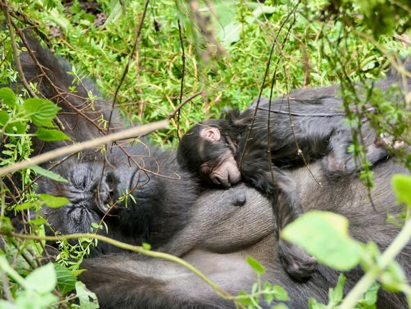 how to make a gorilla booking